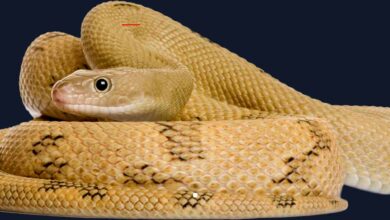 The Origin, Impact, and Evolution of Snake on Google Chrome